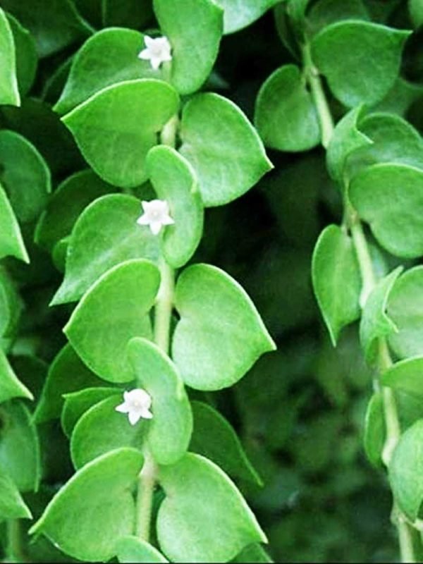 Dischidia Ruscifolia, Million Hearts Plant- Plant