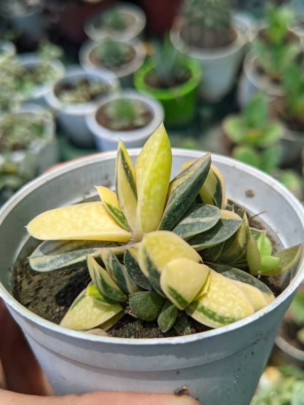 Gasteria Minima Variegated - Succulent