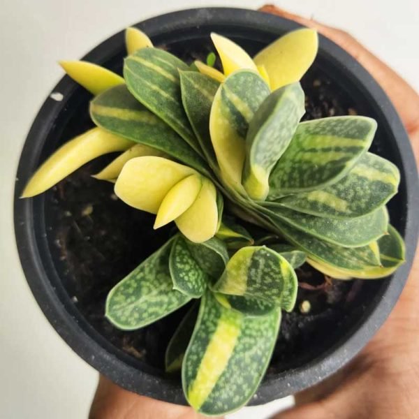 Gasteria Minima Variegated - Succulent