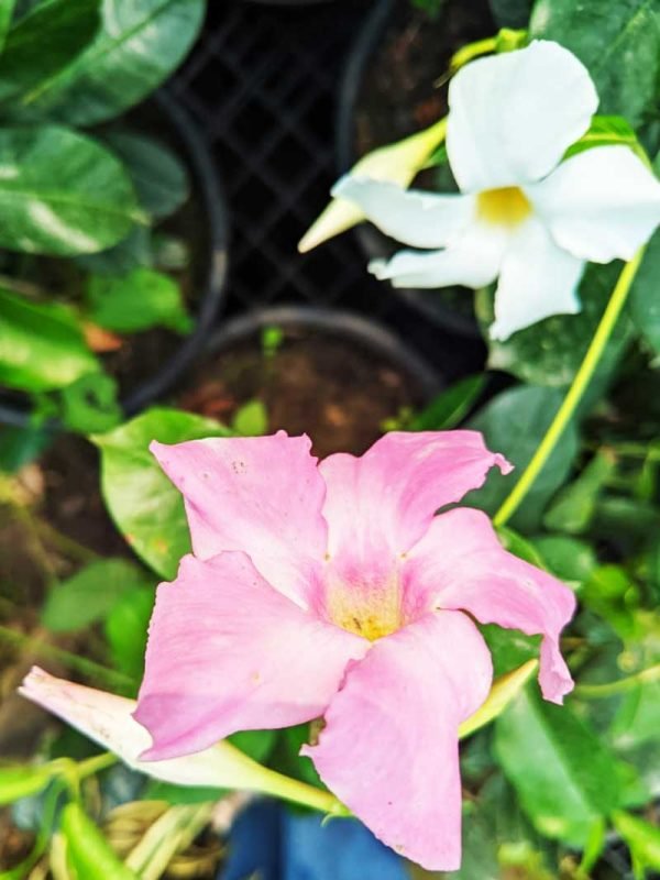 Mandevilla Species, Brazilian Jasmine- Plant