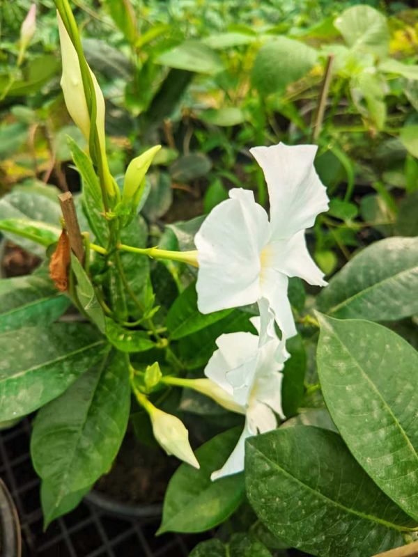 Mandevilla Species, Brazilian Jasmine- Plant