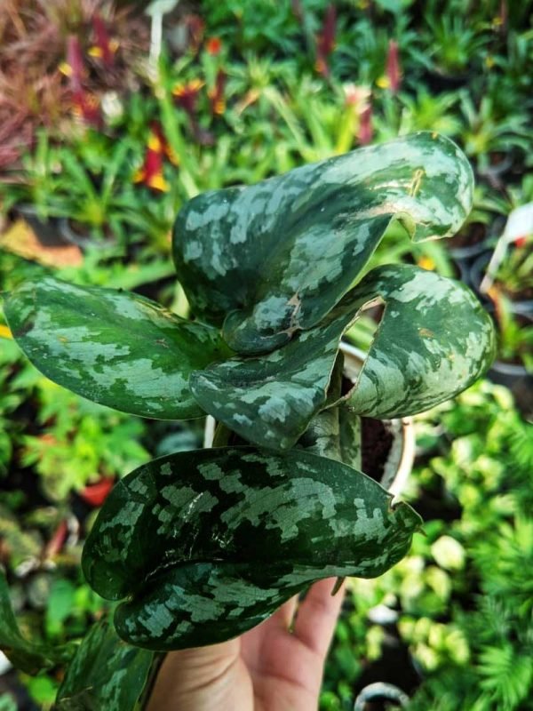 Scindapsus Species, Silver Satin Pothos- Plant