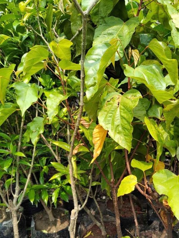 Bixa Orellana, Lipstick Tree, Sindur Tree- Plant – Wild Roots