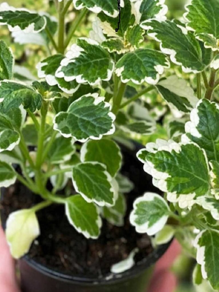 Plectranthus Forsteri 'Marginatus', Variegated Swedish Ivy- Plant ...