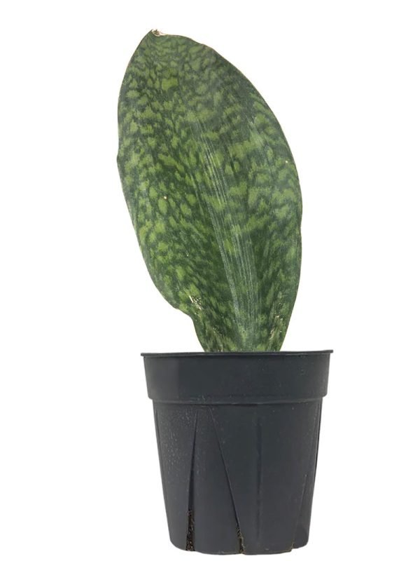 Sansevieria species, Whale Fin snake plant- Plant