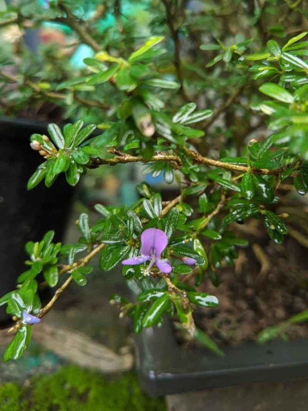 Desmodium Unifoliatum, Blue Bell Tree- Bonsai