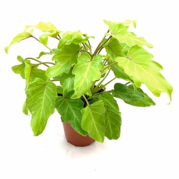 Philodendron xanadu 'Mini', Golden Xanadu 'Mini'- Plant