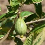 Psidium guajava, Variegated Guava- Plant