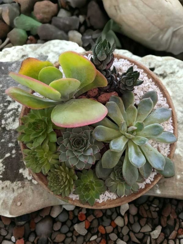 Handcarved Wooden Bowl Succulent Arrangement