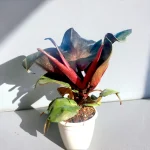 Philodendron 'Red Heart'- Plant