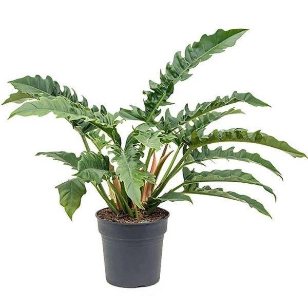 Philodendron Jungle Boogie- Plant