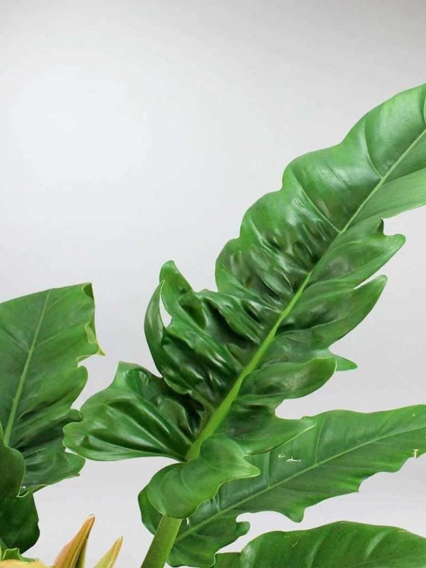 Philodendron Jungle Boogie- Plant