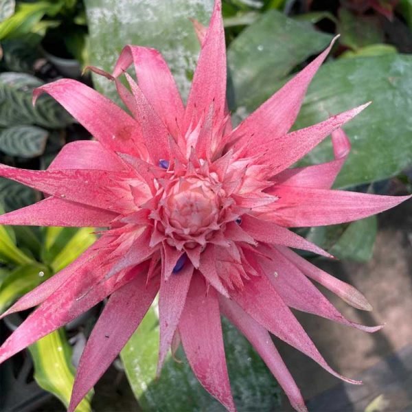 Aechmea fasciata, Silver urn- Plant